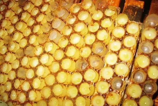 蜂王浆冻干粉，哪些人不适合吃蜂王浆冻干粉图2