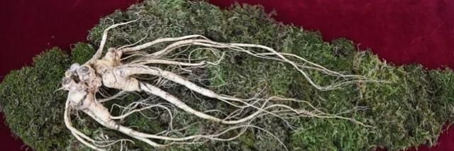 世界最大的野山参是在吉林省挖到的吗，现在被藏在哪里图1