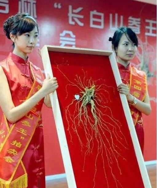 世界最大的野山参是在吉林省挖到的吗，现在被藏在哪里图5