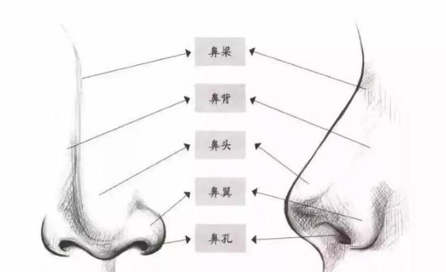 鼻头改小，大鼻头如何缩小小诀窍图2