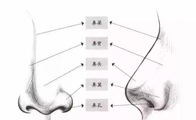 鼻头改小，大鼻头如何缩小小诀窍图2