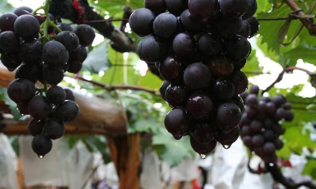 葡萄种类繁多,哪种葡萄适宜酿酒呢图1