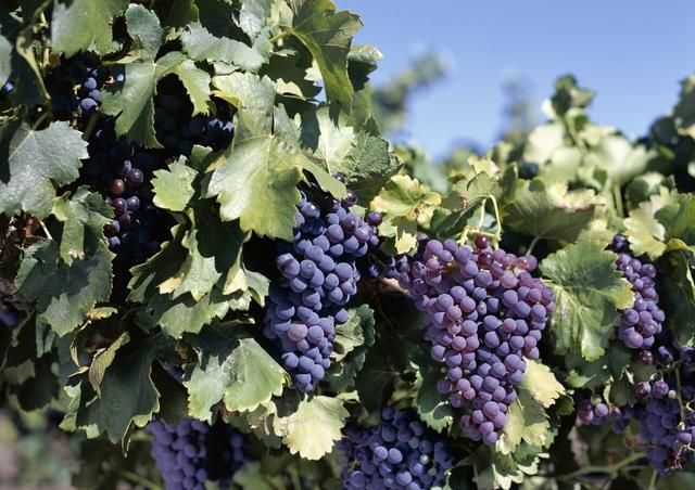 葡萄种类繁多,哪种葡萄适宜酿酒呢图3