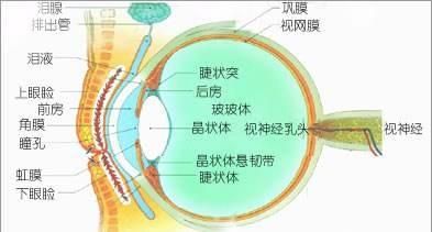 眼球发黄图3