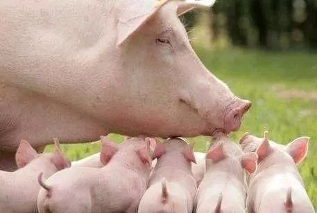 母猪肉能吃吗，为什么母猪的肉不能吃图3
