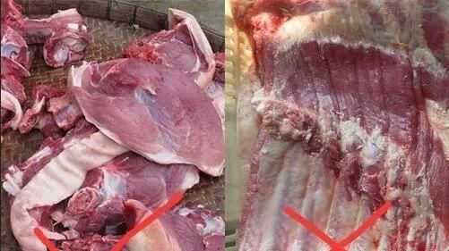 母猪肉能吃吗，为什么母猪的肉不能吃图11