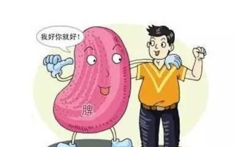 脾不好吃什么食物补脾