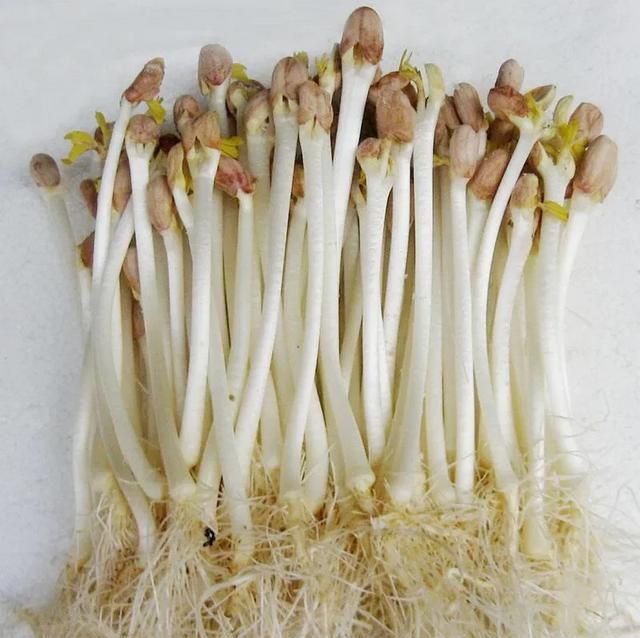 发芽的花生能吃吗?图11