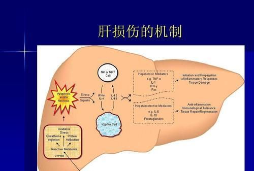 最伤肝的药物有哪些图9
