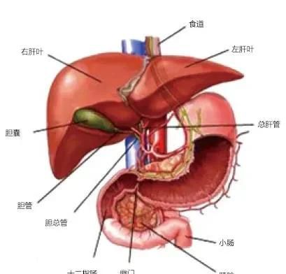 肝在什么位置?图2