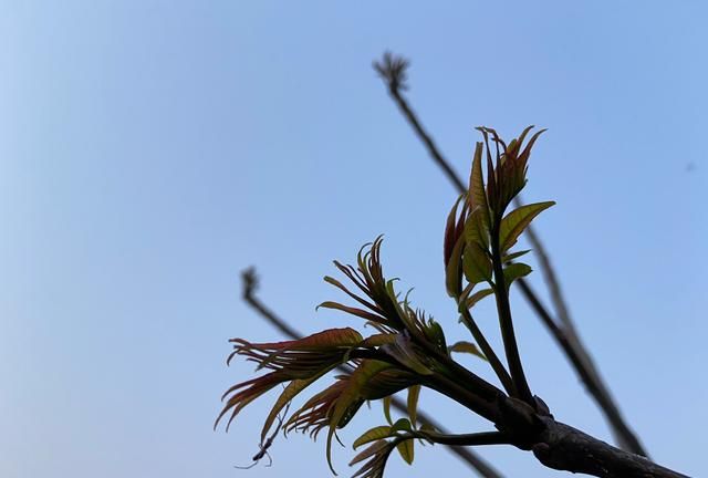 哪些野菜可以吃图1