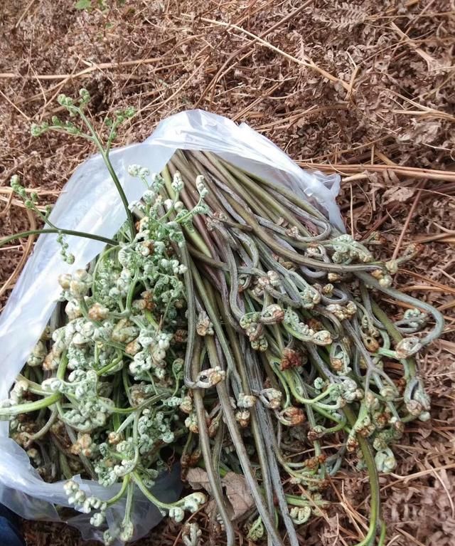 哪些野菜可以吃图2
