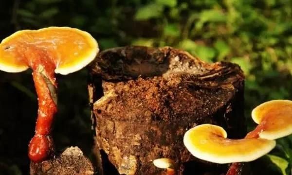 灵芝怎么吃好有什么功效图1