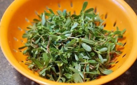 苋菜的营养价值，马齿苋有什么营养价值和功效