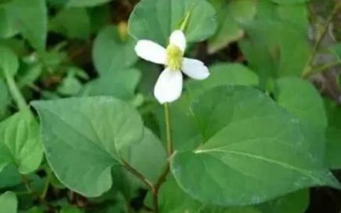 鱼腥草提取物，鱼腥草什么样子?哪里可以找到?