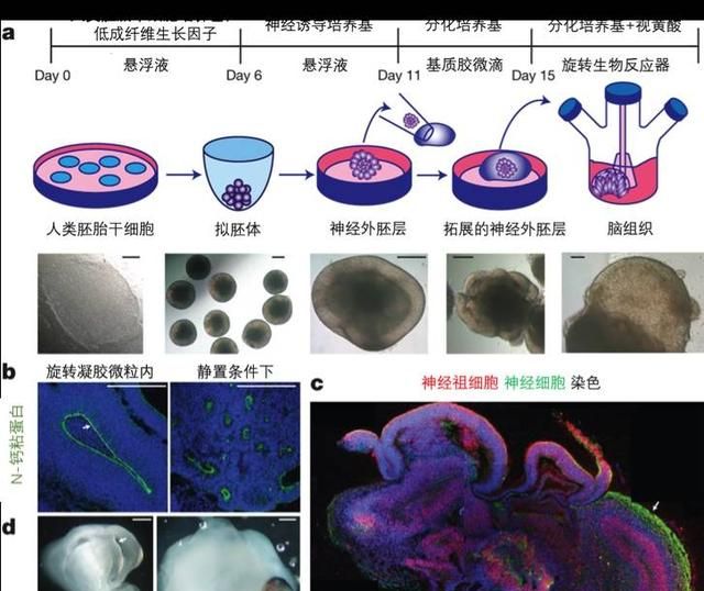 既然神经元的结构非常简单，那么为什么不制造几百亿个模拟神经元来模拟人脑图2