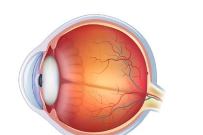 眼球结构，眼球的成分图1