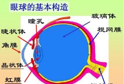 眼球结构，眼球的成分图2