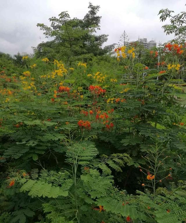 海南常见的热带植物都叫什么名字呢图7