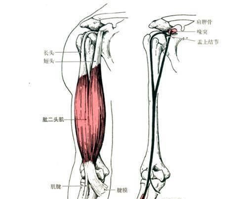如何锻炼手臂力量图1