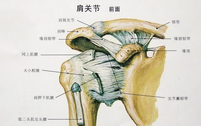 肠子粘连，肌肉粘连怎么恢复正常图9