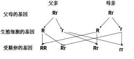 孩子单眼皮双眼皮怎么遗传图2