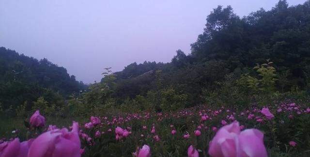 氯化胆碱图1