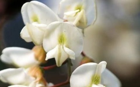 吃洋槐花有什么功效