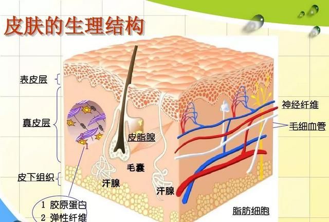 修复角质层的小妙招图4