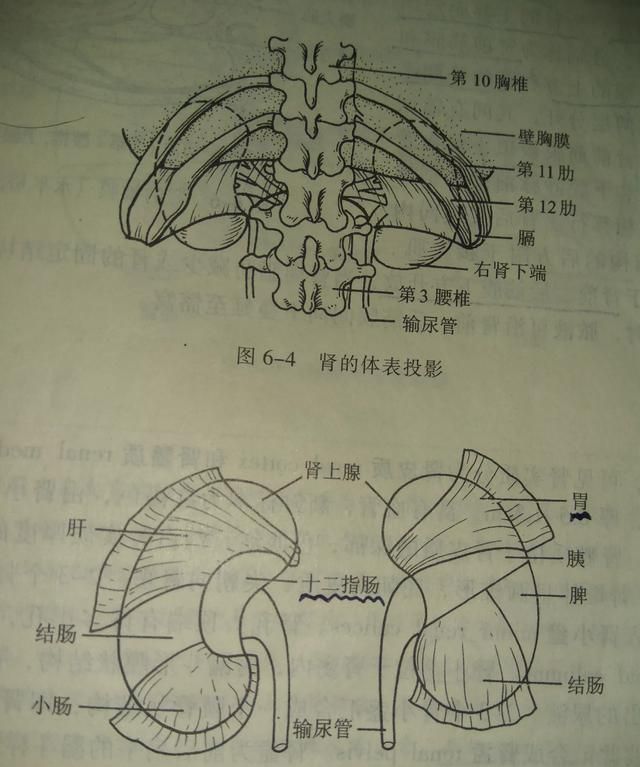 肾在哪个位置?图2