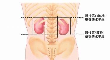 肾在哪个位置?图5