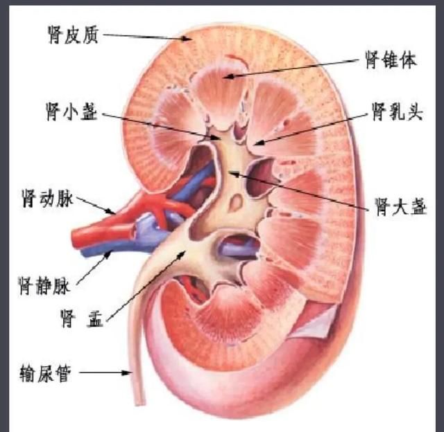 肾在哪个位置?图8