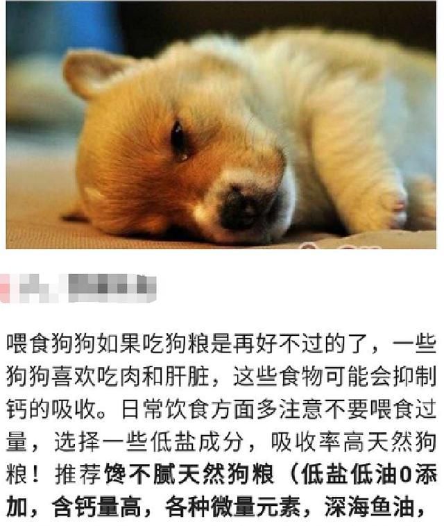 犬瘟怎么治疗图5