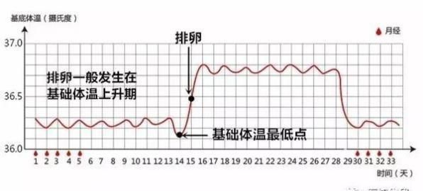 怎样才能排卵，怎样判断有无排卵 女性不排卵的症状有哪些图1