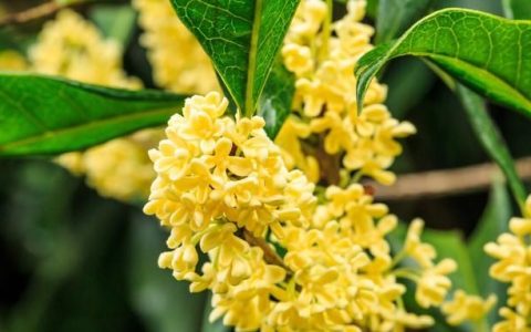 桂花树不能种在阳台吗