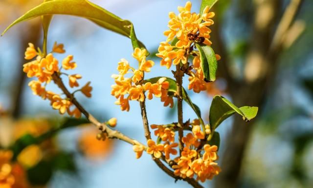 桂花树不能种在阳台吗图3