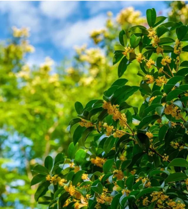 桂花树不能种在阳台吗图10