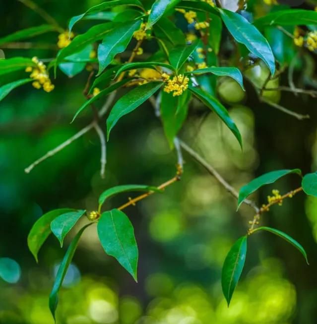 桂花树不能种在阳台吗图11