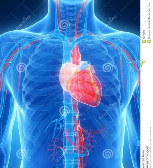 心脏出血漏洞，心脏外部出血的原因有哪些症状图5