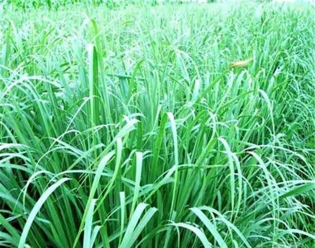 香茅草怎样做菜图3
