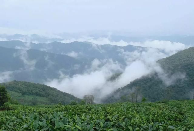 普洱茶的产地在哪，普洱茶哪个产地的最好喝图9