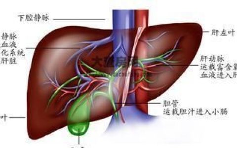 人体内脏，人体具有解毒作用的内脏是哪里