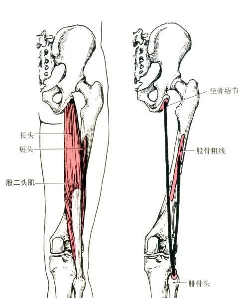 男人如何让腿变粗图2