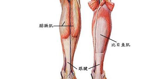 男人如何让腿变粗图3