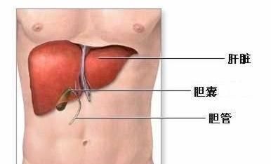 人体哪个器官最累图1