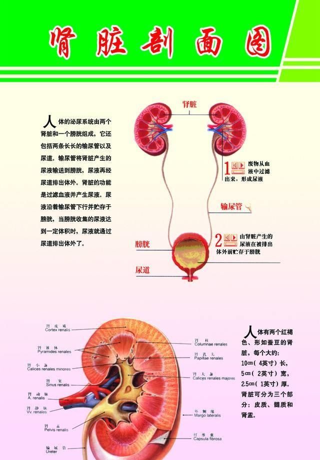 阴虚失眠怎么调理图1