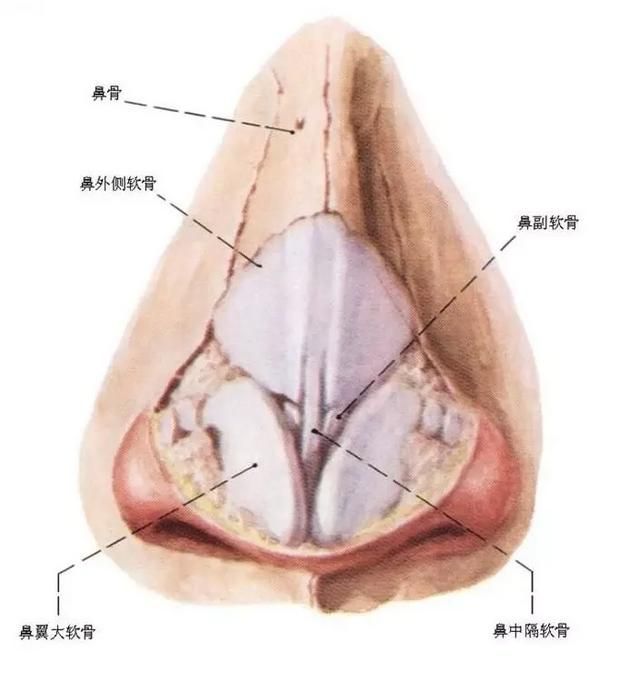 猪鼻子是朝天鼻吗图2