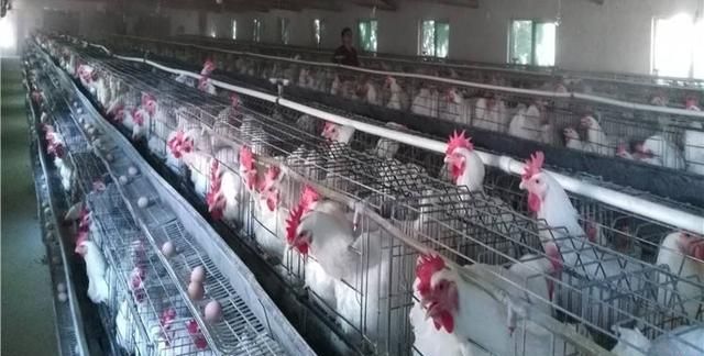 怎么做好活鸡生意呢图1