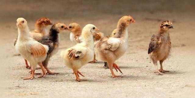 怎么做好活鸡生意呢图3
