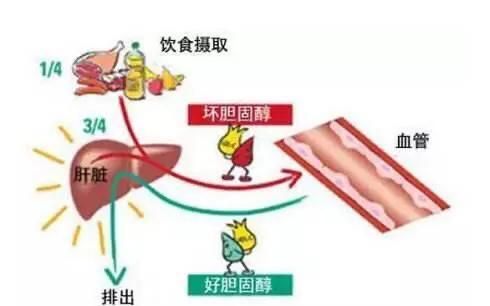 吃谷维素有什么好处和坏处图4
